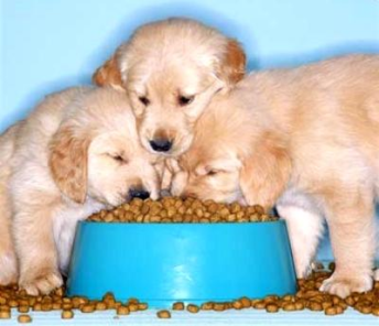 puppies-eating