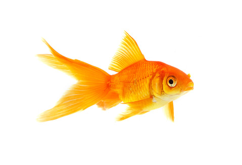 goldfish_1
